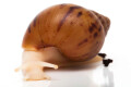 Achatina achatina achatina Nigeria typ 2 albino body juvenil